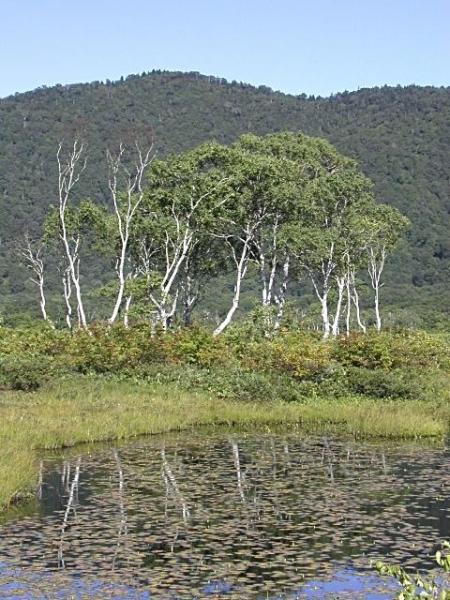 Scaled image Trees are trying to grow in the marsh....jpeg 